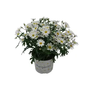 Margeritt