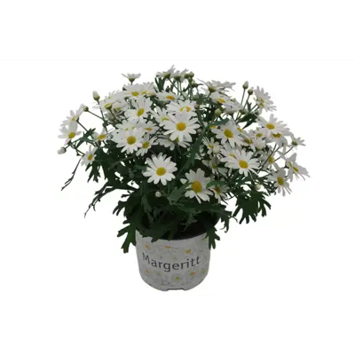 Margeritt, bilde 3