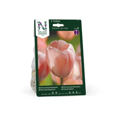Høstløk tulipan Salmon van Eijk
