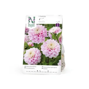 Vårløk dekorative georginer Genova