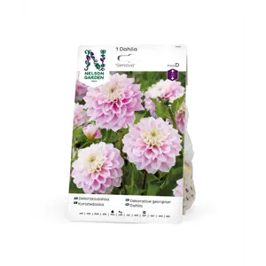 Vårløk dekorative georginer Genova