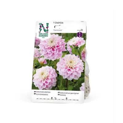 Vårløk dekorative georginer Genova