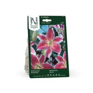 Høstløk orientlilje Star Gazer