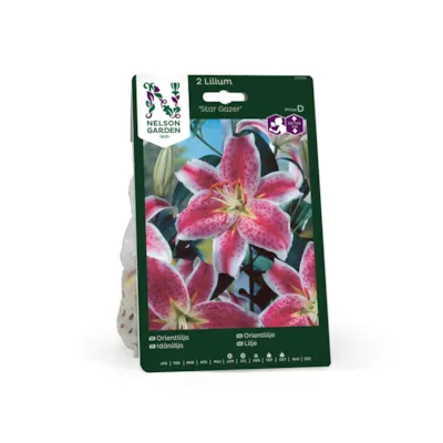 Høstløk orientlilje Star Gazer