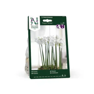 Høstløk tasett Paper White