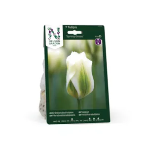 Høstløk tulipan Spring Green