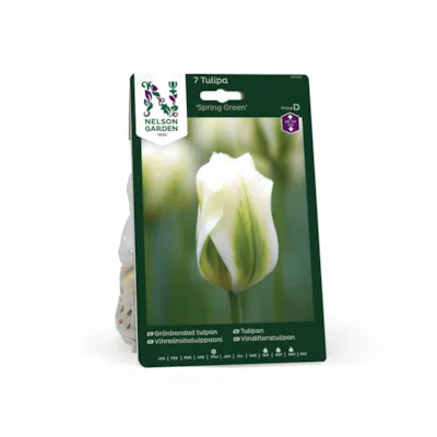 Høstløk tulipan Spring Green