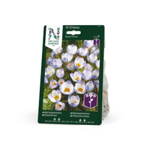 Høstløk blå begerkrokus Blue Pearl