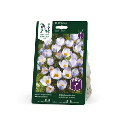 Høstløk blå begerkrokus Blue Pearl