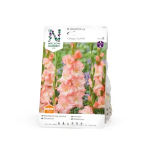 Vårløk gladiol Crispy Ruffle