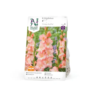 Vårløk gladiol Crispy Ruffle