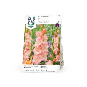 Vårløk gladiol Crispy Ruffle
