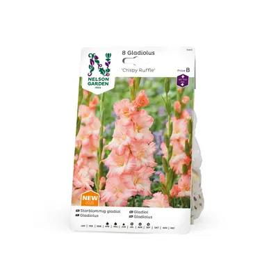 Vårløk gladiol Crispy Ruffle
