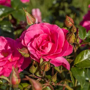 Rose Romanze