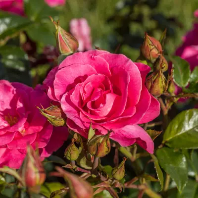 Rose Romanze