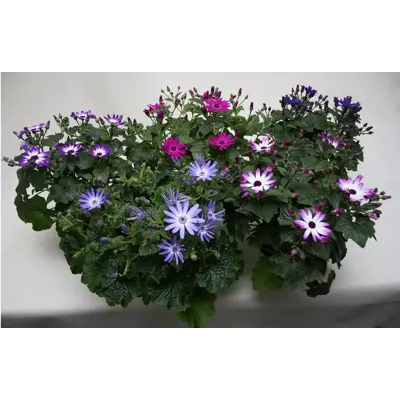 Cineraria, bilde 2