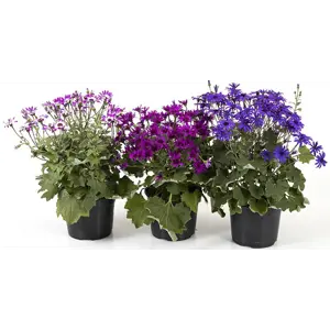 Cineraria
