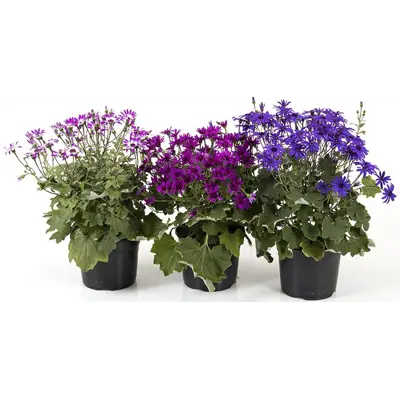 Cineraria