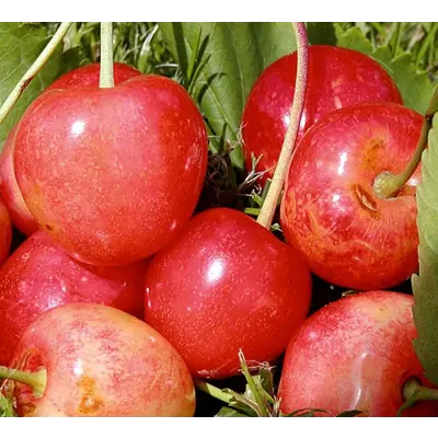 Kirsebær Prunus avium Merton Glory