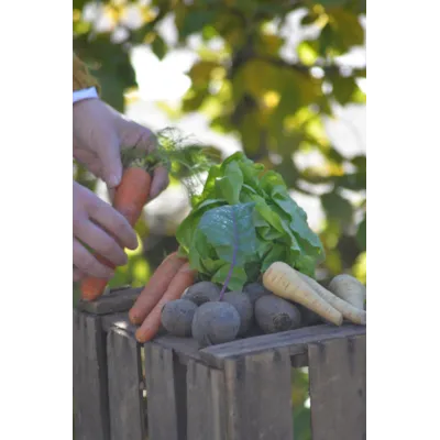 Frø rotfrukt 3-i-1 såbånd, bilde 2