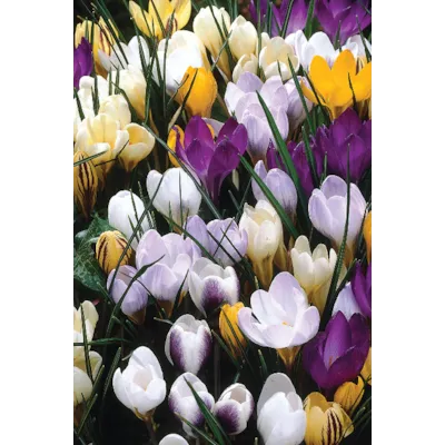 Høstløk vårkrokus blandede, bilde 2