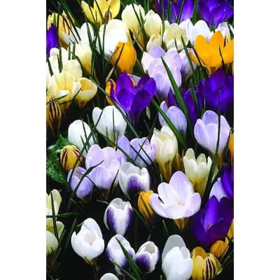 Høstløk vårkrokus blandede, bilde 2