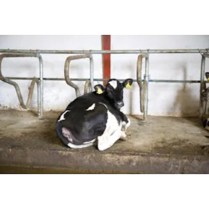 Liggebås ungdyr CC1800