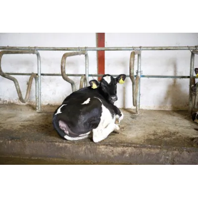 Liggebås ungdyr CC1800