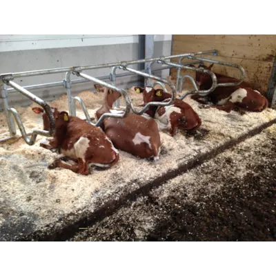 Liggebås ungdyr CC1800, bilde 2