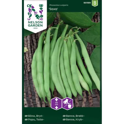 Frø brekkbønne Saxa