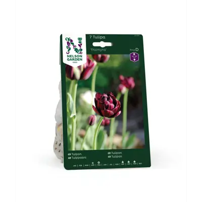 Høstløk tulipan Palmyra