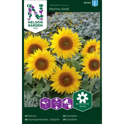 Frø solsikke Pacino Gold