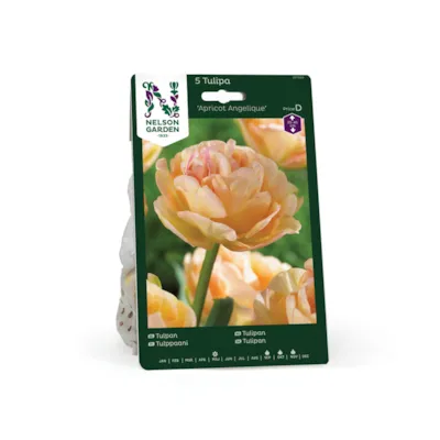 Høstløk tulipan Apricot Angelique