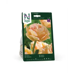 Høstløk tulipan Apricot Angelique