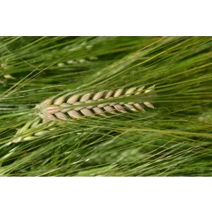 Vertti Kl C2 6-radsbygg 600 kg