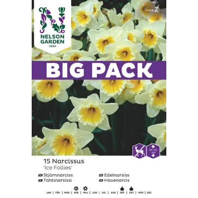 Høstløk edelnarsiss Ice Follies, bilde 3