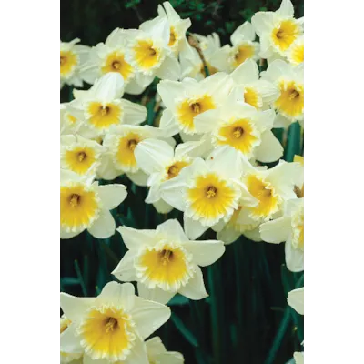 Høstløk edelnarsiss Ice Follies, bilde 2