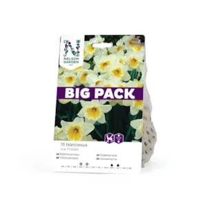 Høstløk edelnarsiss Ice Follies