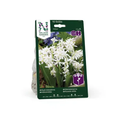 Høstløk sibirblåstjerne Alba