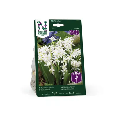 Høstløk sibirblåstjerne Alba