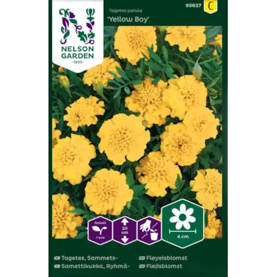 Frø fløyelsblomst Yellow Boy