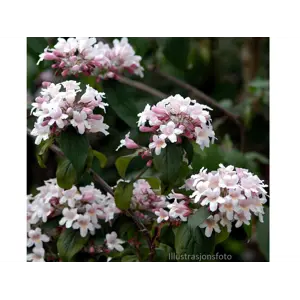 Paradisbuske Pink Cloud