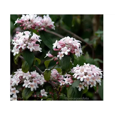 Paradisbuske Pink Cloud