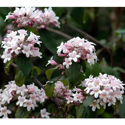 Paradisbuske Pink Cloud