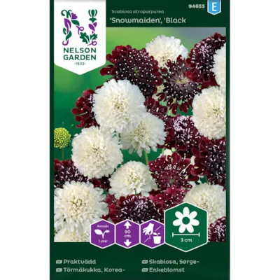 Frø sørgeskabiosa Snowmaiden Black