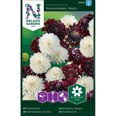 Frø sørgeskabiosa Snowmaiden Black