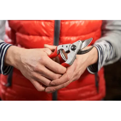 Beskjæringssaks 14, bilde 4