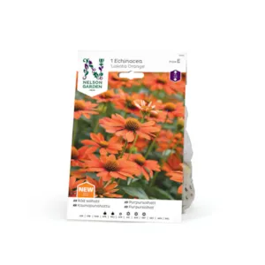 Vårløk purpursolhatt Lakota Orange