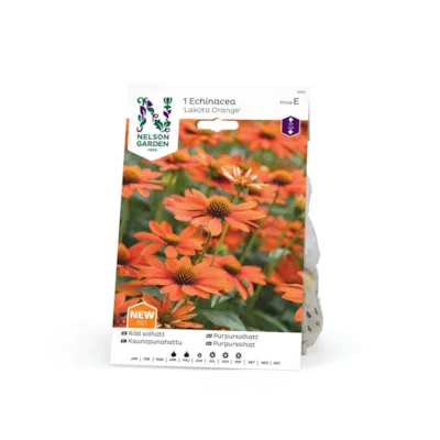 Vårløk purpursolhatt Lakota Orange