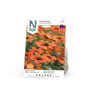 Vårløk purpursolhatt Lakota Orange